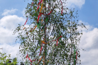 Maibaum